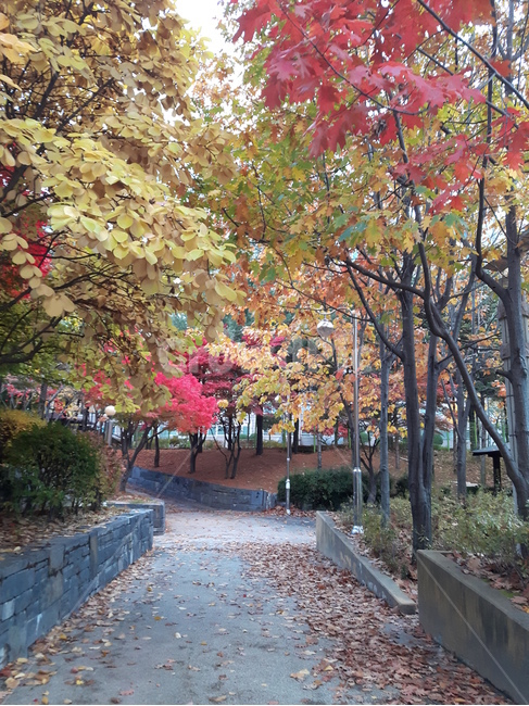 단풍,나무,풍경,경치,가을,가을,계절,fall,autumn,season,자연,풍경,nature,landscape,plant,식물,tree