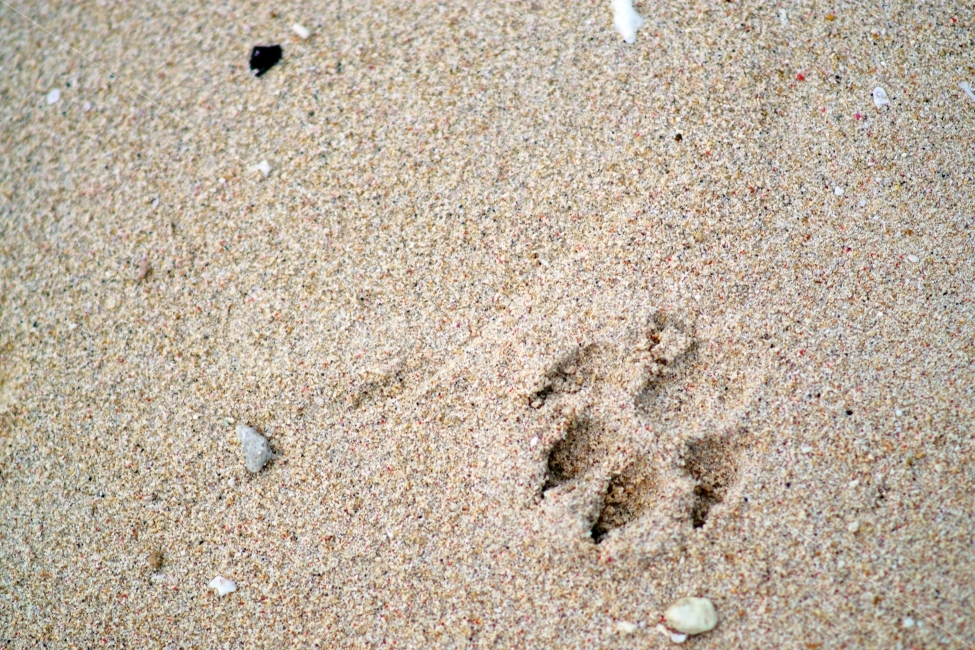 해변,모래,동물,강아지,발자국,감성,따뜻함,beach,sand,animal,dog,puppy,footprint,warm,sensitivity,sensibility,해변,바다,beach,sea