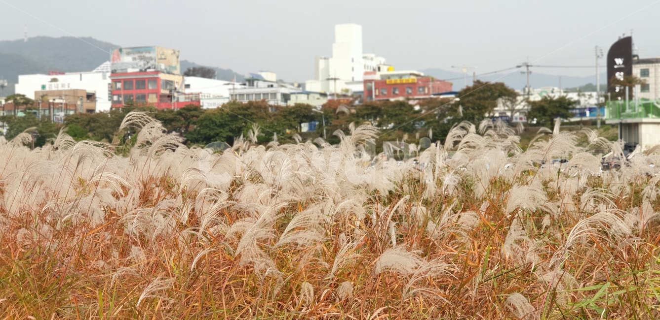 plant,식물,가을,갈대,갈대숲,갈대밭,가을,계절,fall,autumn,season,식물,자연,plants,nature