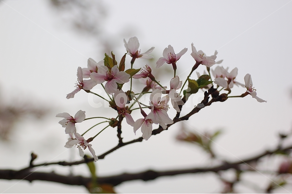 자연,봄,꽃,봄꽃,벚꽃,Nature,spring,봄,계절,spring,season,식물,자연,plants,nature,꽃,flower,plant,blossom