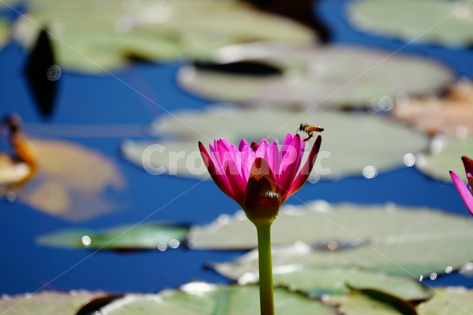 수련,연꽃,여름꽃,플라워,flower,lotus,waterlily,pondlìly,식물,자연,plant,nature,연못,연잎,연꽃잎,꽃,수생식물,pond,수중식물,여름,summer