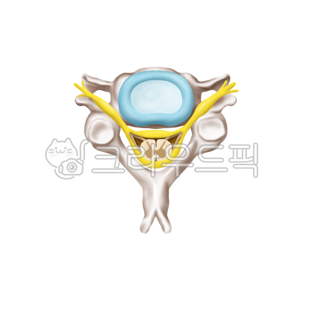 normal,cervical spine,anatomy,disc,Anatomy,medical illustration