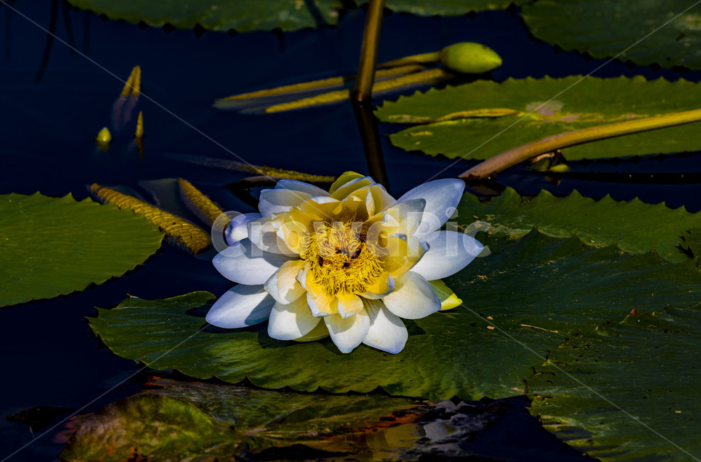수련,연꽃,연,수상식물,습지,연못,반영,식물,에이트런스,청순,부엽식물,flower,식물,자연,plants,nature