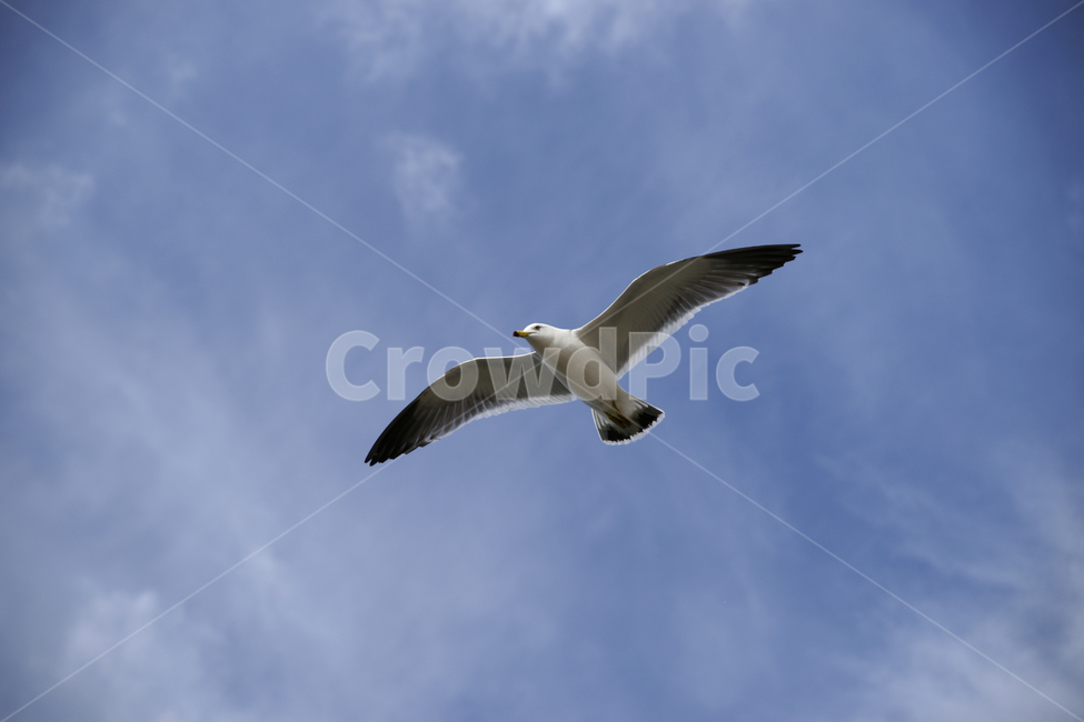 갈매기,하늘,날다,flying,bird,새,animal,동물,seagull,맑음,구름,파랑,동물,animal,조류,새,birds