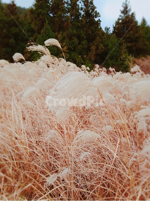 제주도,계절,교외전경,날씨,덤불,들판,바람,백그라운드,봄,부들,빛,산림,새벽,식물,아름다움,아침,자연,자연풍경,주황,컬러풀,풀,환경,갈대,갈대밭,감성,가을