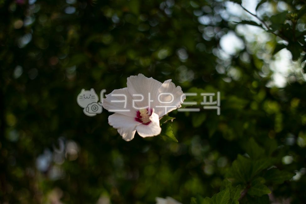 petal,Rose of Sharon,flower