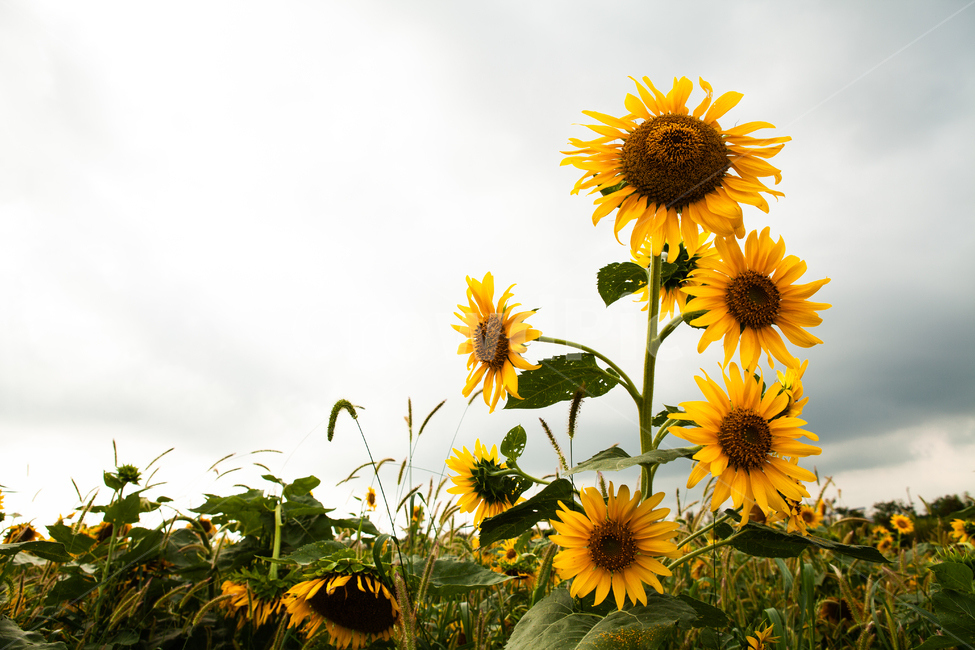 해바라기,축제,해바라기축제,가을,생태공원,sunflower,Flower,들,들판,노란,노란색,시골,농사,식물,자연,plants,nature,꽃,flower
