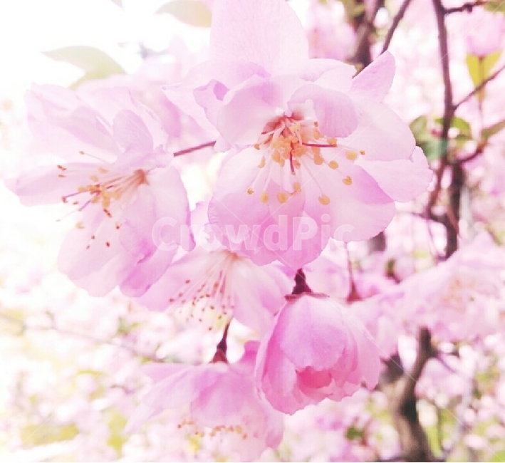 식물,꽃,flower,홍매화,벚꽃,봄,감성,감성사진,분홍꽃,핑크꽃