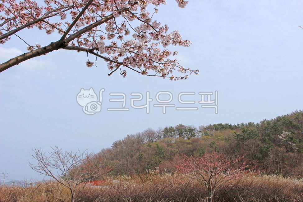 풍경, plant, 벚꽃, tree, 나무, 사진,이미지,일러스트,캘리그라피 - YUNB작가