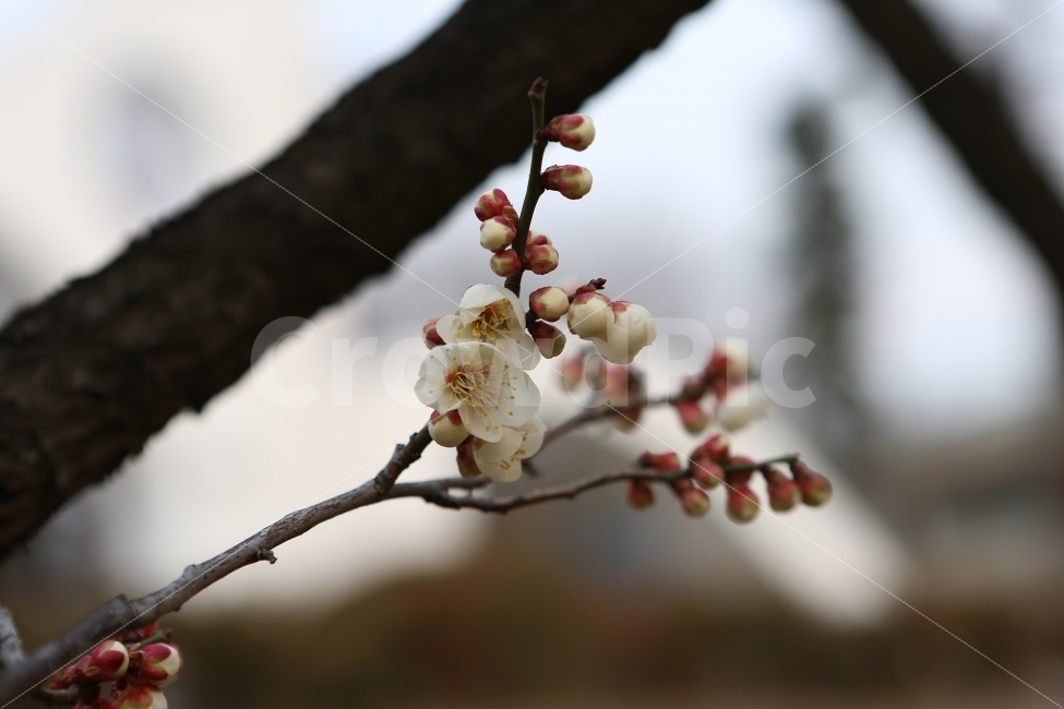 꽃,매화꽃,봄,입춘,나들이,데일이,주말,새로움,식물,자연,plants,nature,봄,계절,spring,season,꽃,flower,plant