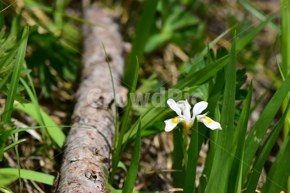 노랑무늬붓꽃,야생화,꽃,식물,자연,생태,플라워,wildflower,flower,plants,nature,season,감성,느낌,emotion,feeling