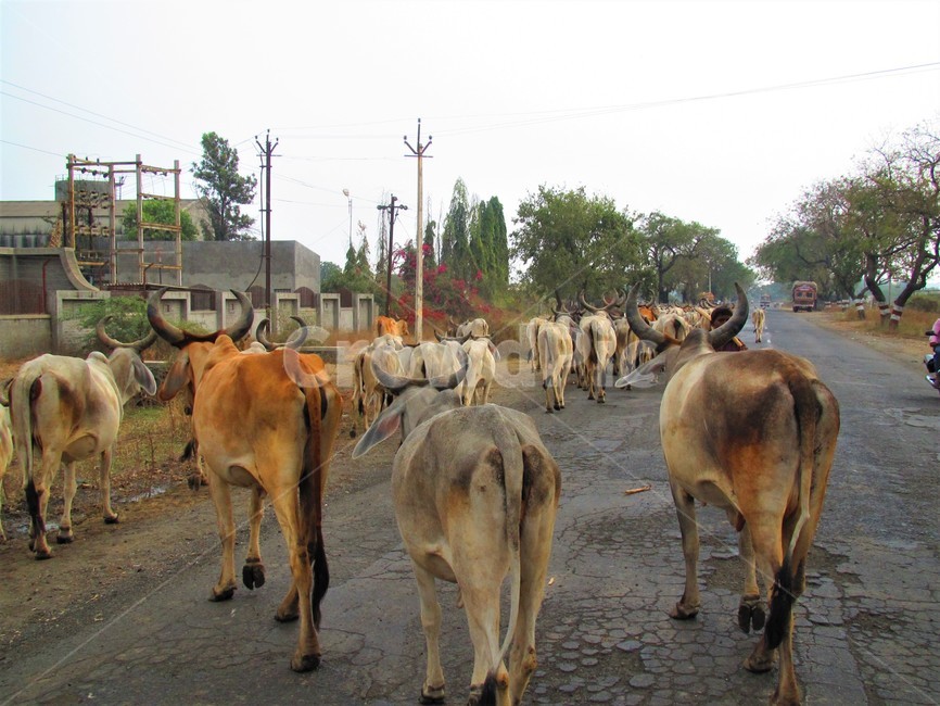 animal,동물,mammal,포유류,소,cow,가축,cattle,시골풍경,대이동,진로방해,방해물
