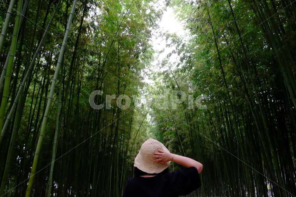 대나무,대나무숲,초록,산책,감성사진,여름,대숲,자연,풍경,nature,landscape,사람,인물,인간,human,person,여성,여자,woman,female,lady,plant,식물,bamboo
