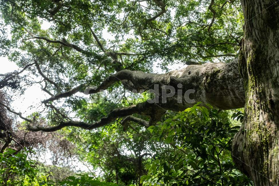 삼림,비자림,자연,풍경,숲,나무,풀,tree,nature,휴식,나무줄기,식물,plant,제주,제주도,자연,풍경,nature,landscape,식물,plants,나무,trees,wood,tree trunk,나무 줄기