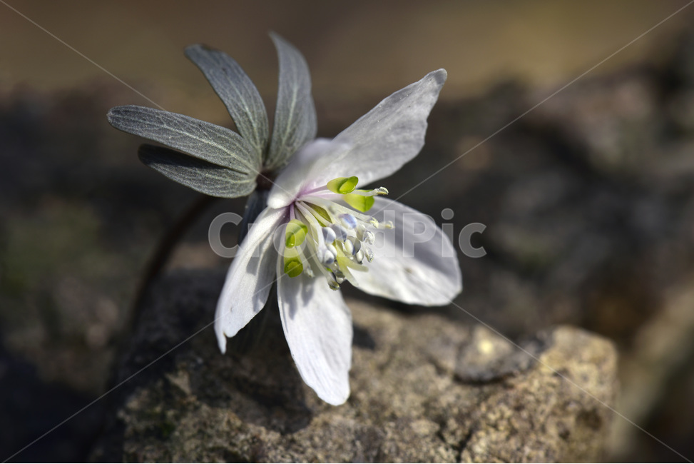 바람꽃,야생화,들꽃,이른봄,흰색,식물,자연,plants,nature,꽃,flower