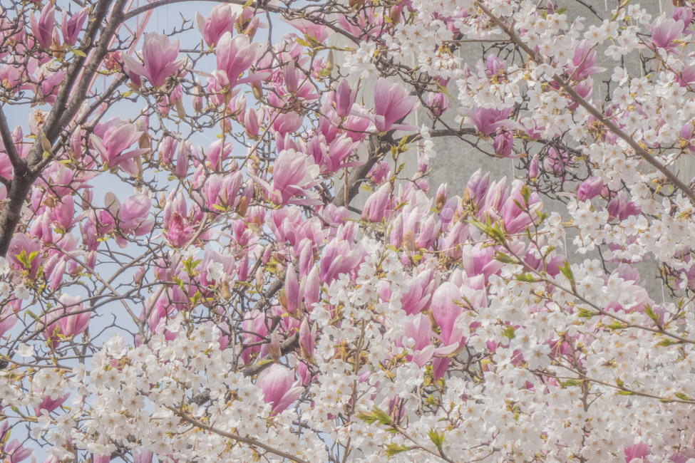 꽃,봄꽃,자목련,목련,벚꽃,꽃나무,목련나무,벚꽃나무,봄,계절,spring,season,식물,자연,plants,nature,꽃,flower,plant,cherry blossom,blossom