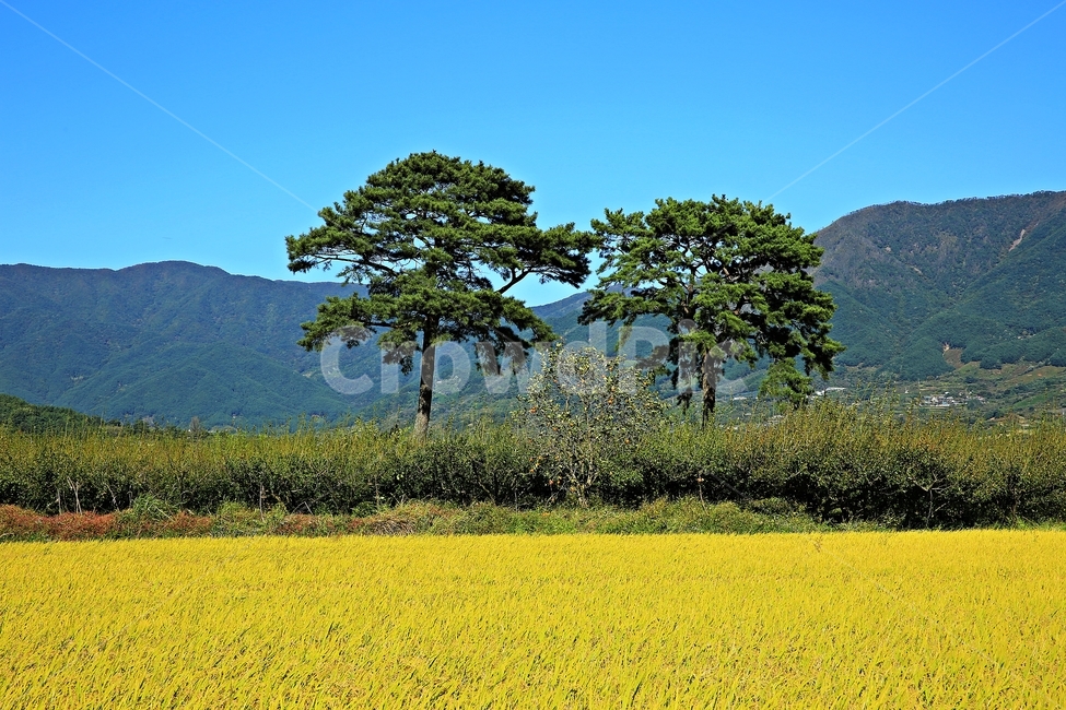 부부송,경남하동,악양들녘,하동의가을,가을,가을,계절,fall,autumn,season,자연,풍경,nature,landscape,한국자연풍경,한국자연경관,korea nature landscape,식물,plants,나무,trees,wood,field,들,outdoors,옥외,grassland,목초지,savanna,대초원