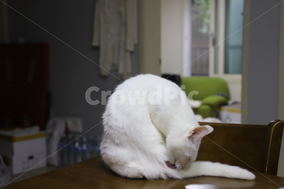 고양이,페르시안,오드아이,애완동물,반려동물