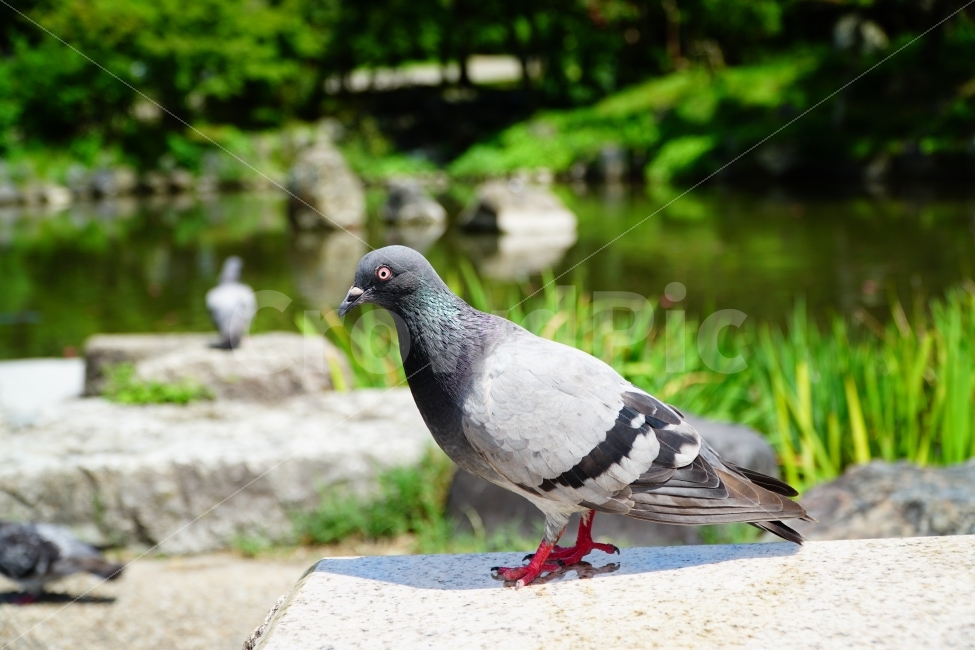in the woods,pond,forest,japan,Kyoto,Overseas,birds,foreign country,summer,foreign,rock,healing,Healing Photos,Japan travel,bird,sight,Emotion,park,pigeon,kyoto,nature,tree,Birds,Emotional photo,August,plant,Overseas Travel,animal,garden,travel,lake,walk,