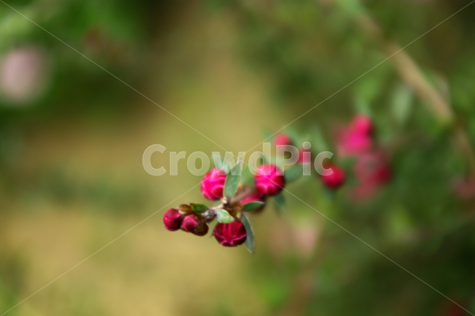 꽃,식물,flower,plant,호주매화,식물,자연,plants,nature,꽃,flower