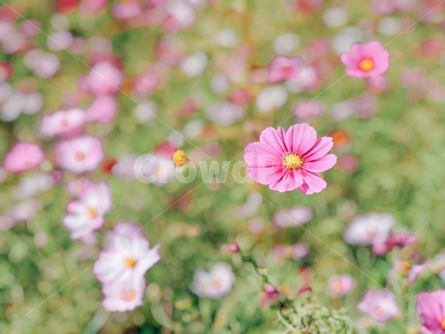 코스모스,꽃,가을,식물,자연,가을,계절,fall,autumn,season,식물,자연,plants,nature,꽃,flower,geranium,제라늄,blossom,plant,petal,꽃잎