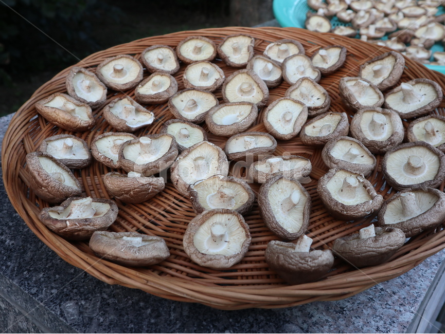 버섯,말리는중,음식,표고버섯,소쿠리,dry,음식,식재료,요리,food,cook,meal,dishes,food reserves