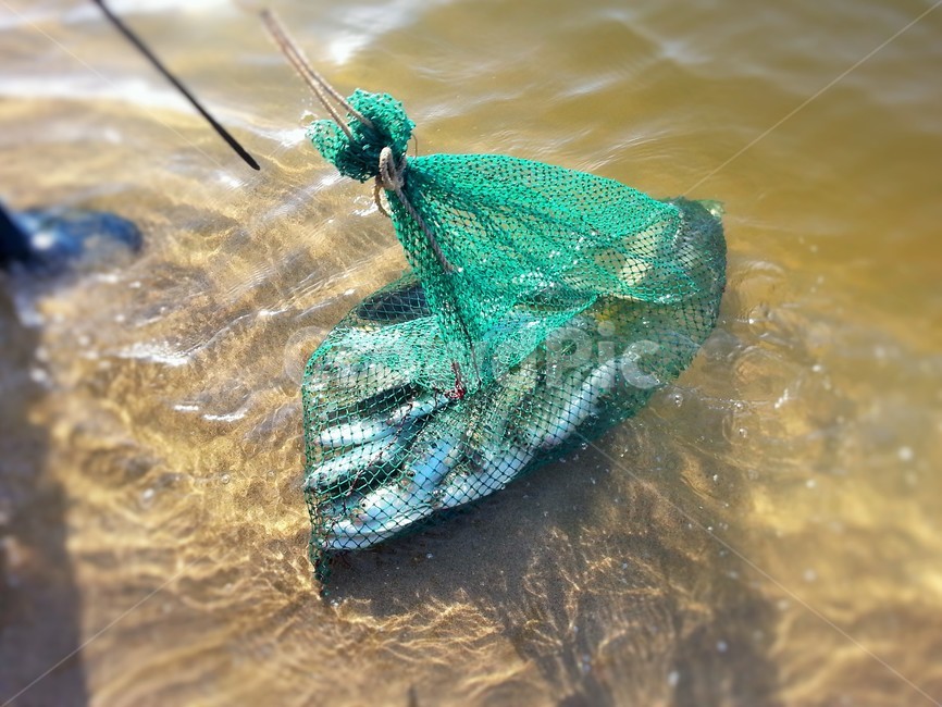 동물,어류,물고기,어망,낚시,바다,산업,industry,industrial,어업,fishery,fishing industry