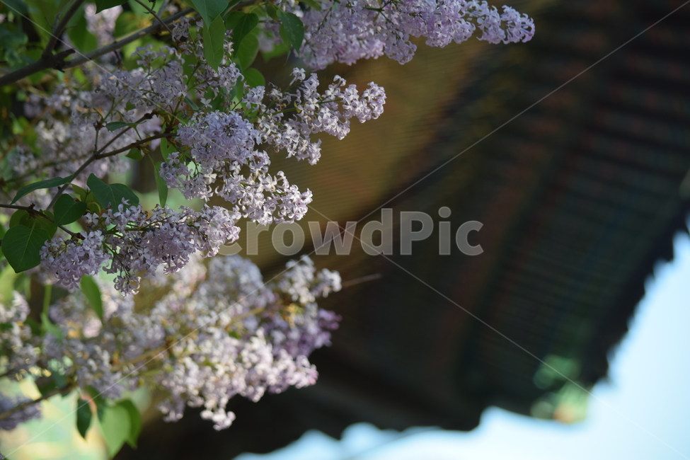라일락,봄,꽃,절,꽃향기,봄,계절,spring,season,식물,자연,plants,nature,꽃,flower,plant,blossom