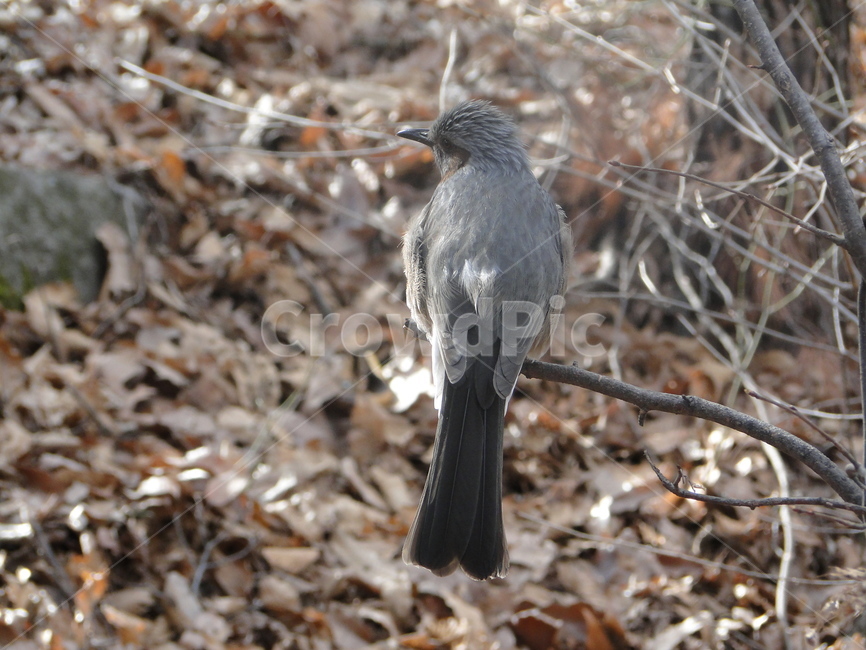 새,참새,동물,bird,animal,동물,animal,조류,새,birds