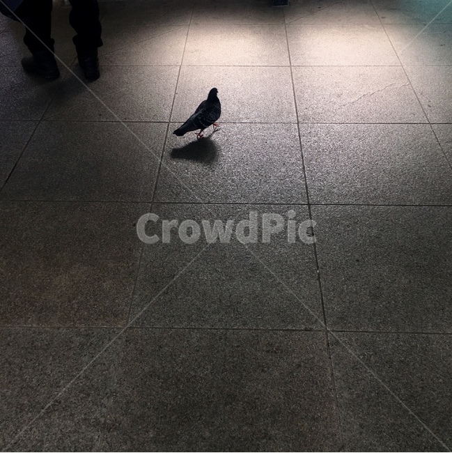 닭둘기,비둘기,새,bird,동물,animal,걷다,여유,동물,animal,조류,새,birds