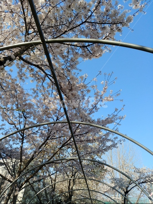 봄,벚꽃,꽃,분홍꽃,spring,flower,벚꽃축제