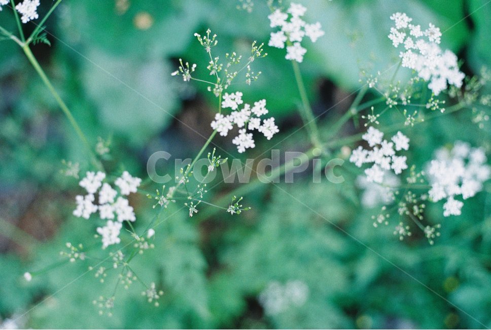 plant,식물,flower,꽃,푸르름,흰꽃,야생화,film,필카,필름카메라,필름,식물,자연,plants,nature,꽃,flower
