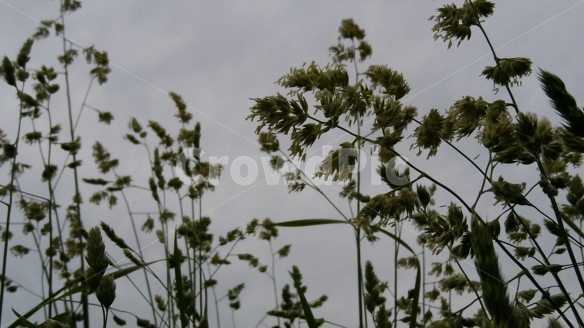 길가식물,하늘,초록색,자연,sky,plant