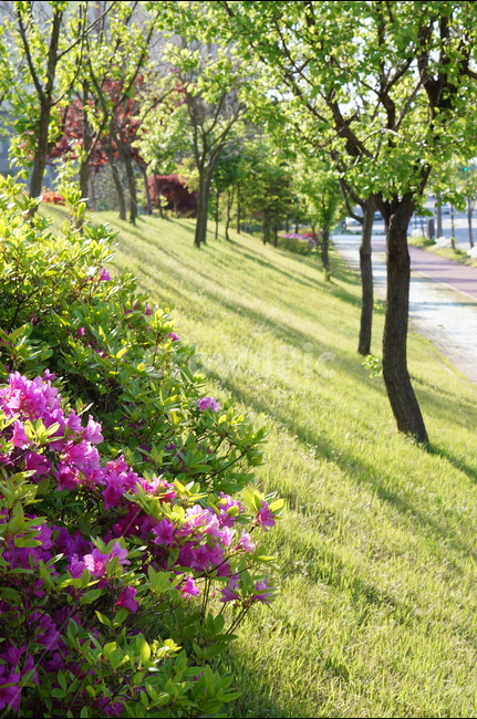 아침,빛,영산홍,나무,봄,자연,풍경,nature,landscape,한국자연풍경,한국자연경관,korea nature landscape,식물,plants,꽃,flower,plant,blossom,geranium,제라늄