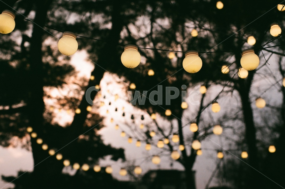 전구,꼬마전구,인테리어,소품,장식,lightbulb,interior,저녁,석양,데코,decoration,야경,밤,풍경,nightscape,night,landscape,감성,sensible,feeling,plant,식물,food,음식,fruit,과일,citrus fruit,감귤류 과일,grapefruit,그레이프 프루트