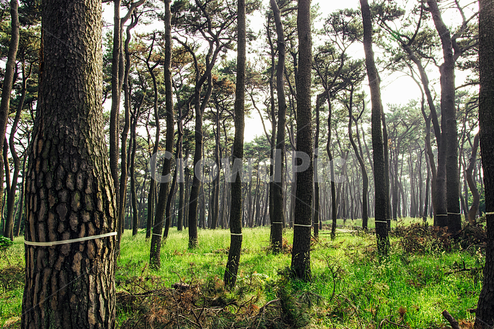 소나무,공원,산책,오솔길,trail,pinetree,bench,park,햇살,sunshine,자연,nature,자연,풍경,nature,landscape,식물,plants,나무,trees,wood,tree,plant,vegetation,초목,outdoors,옥외,forest,숲,woodland,삼림지,land,땅,tree trunk,나무 줄기
