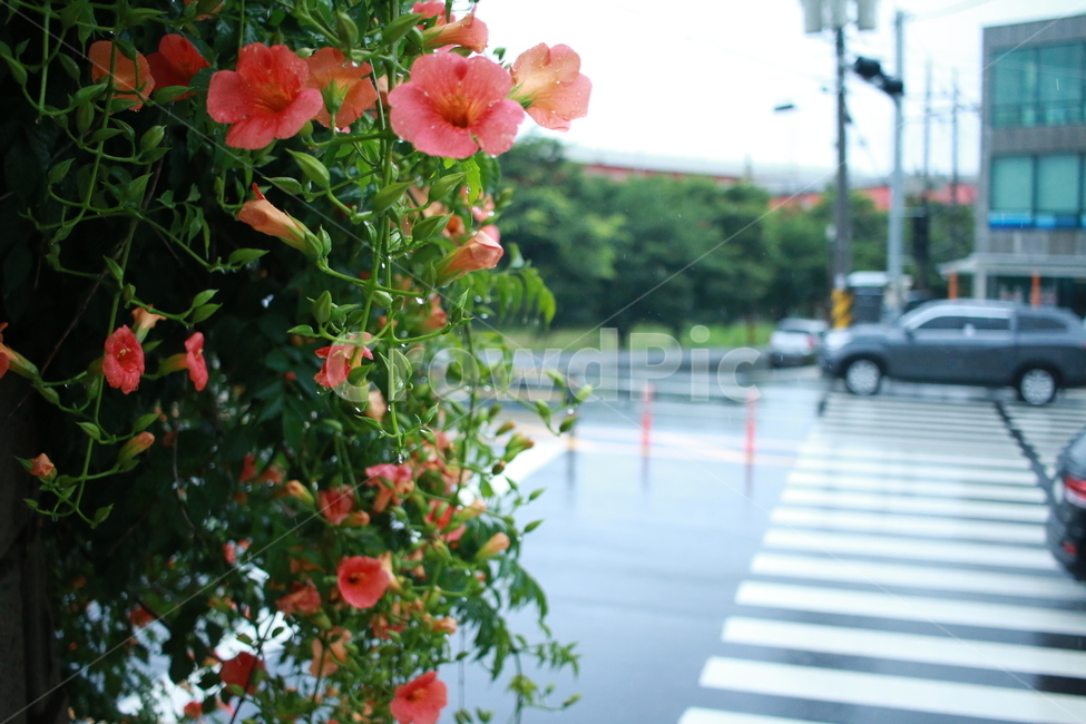 우중출사,장마,비,물방울,능소화,식물,자연,plants,nature,꽃,flower,비,비오는날,rain,rainy