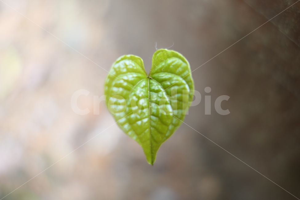 사랑,사랑나뭇잎,밝음,사랑해,감정,식물,자연,plants,nature,감정표현,기분,feeling,emotion