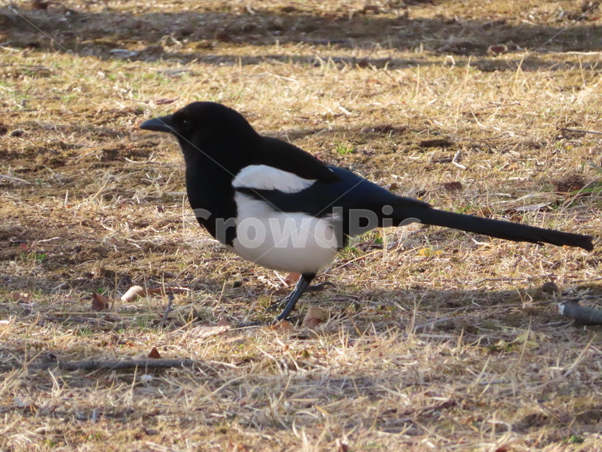까치,동물,잡초,흙,봄,새,조류,갈색,식물,자연,한국조류,magpie,animal,weed,dirt,nature,spring,bird,brown,flora,동물,animal,조류,새,birds
