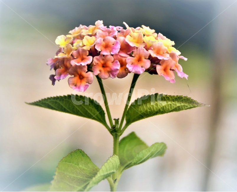 화초,허브향,허브,향기,추억,식물,자연,plants,nature,꽃,flower
