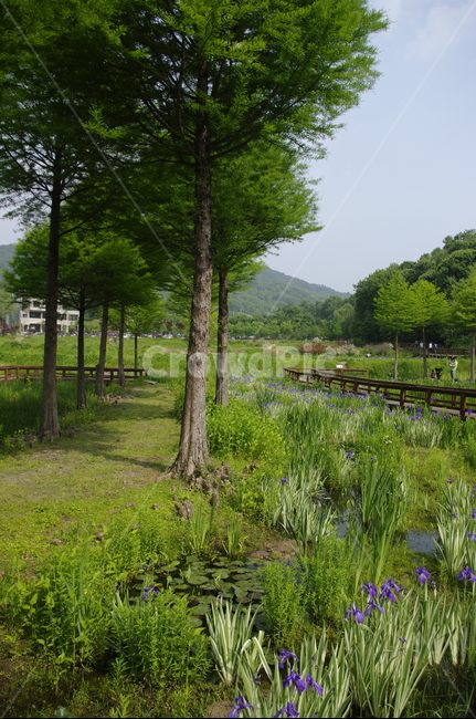 초록,신록,나무,식물,plant,자연,풍경,nature,landscape,outdoors,옥외,land,땅,water,물