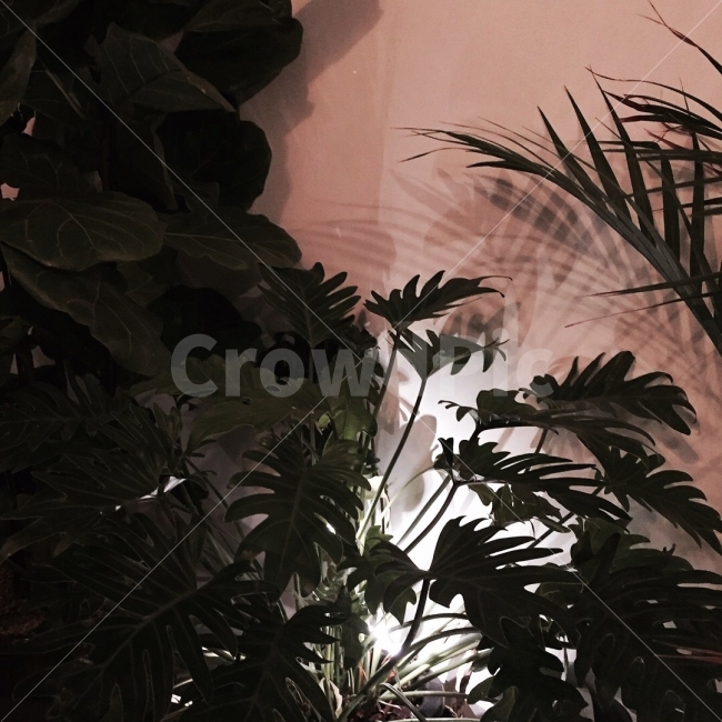 식물,푸릇푸릇,가을,감성,핑크,식물,자연,plants,nature,인테리어,실내디자인,interior design