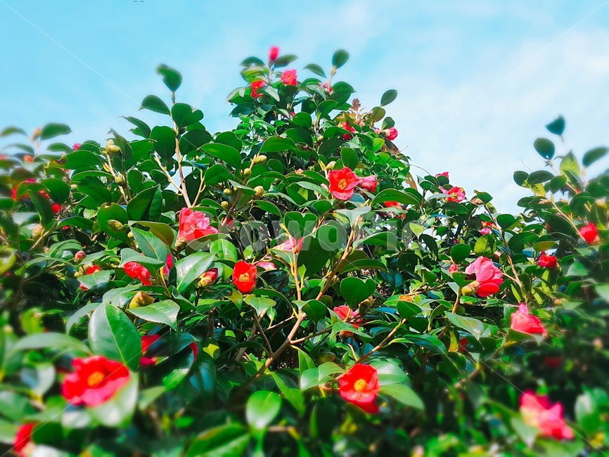 동백꽃,camelliaflower,camelia,소매물도,통영,한려해상국립공원,한려해상바다백리길,tongyeong