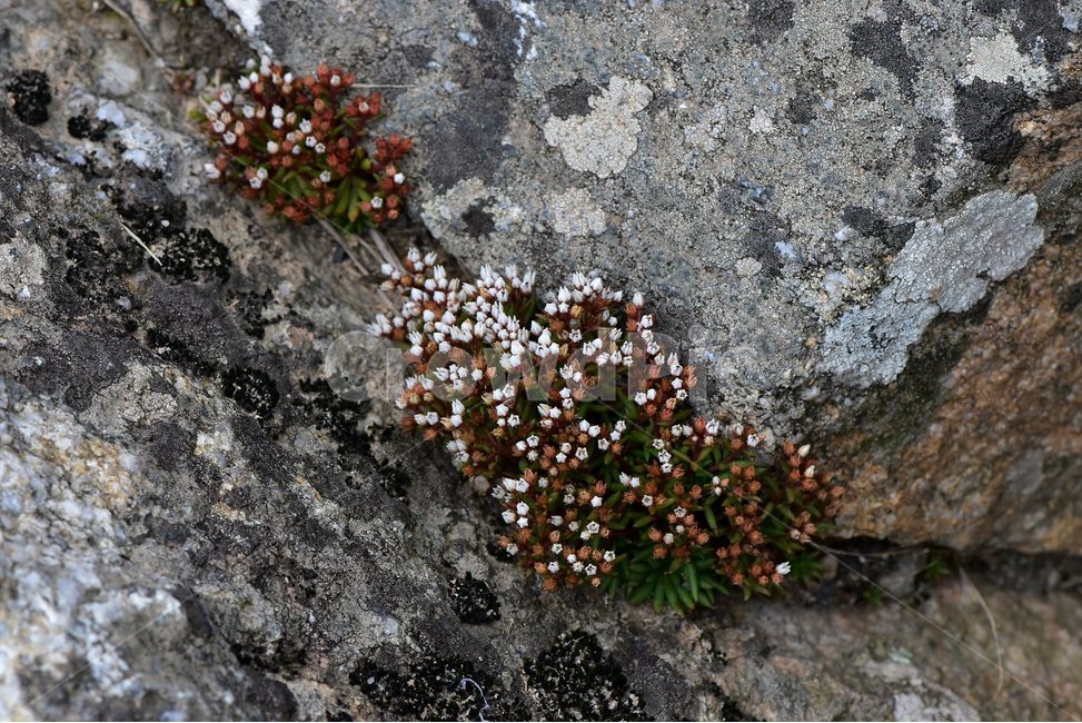 난쟁이바위솔,야생화,식물,자연,꽃,생태,힐링,플라워,wildflower,flower,plants,nature,season,감성,느낌,emotion,feeling,여름,난장이바위솔,돌나물과,나쟁이바위솔속,식물,자연,plants,nature