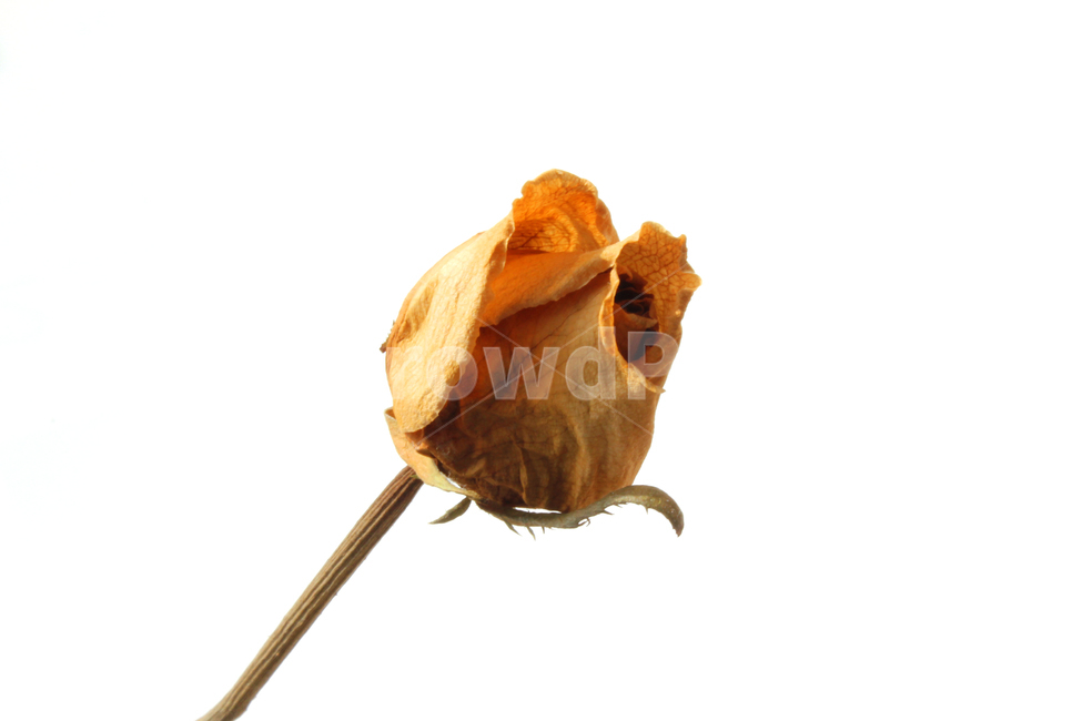 꽃,장미,로즈,장미꽃,플라워,드라이,드라이플라워,말린,말려놓은,마른,노란색,노랑,옐로우,말린장미,식물,자연,flower,dry,dried,dryflower,yellow,green,rose,줄기,dryrose,plant,nature,꽃봉우리,봉우리,흰배경,꽃,flower,누끼,remove background
