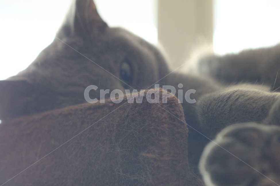 pet,동물,cat,고양이,러시안블루,캣타워