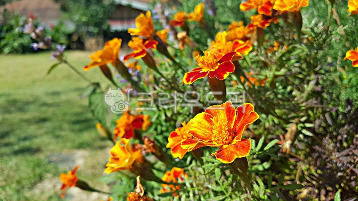 Cheonsu Guk,marigold,plant,mansu guk,flower