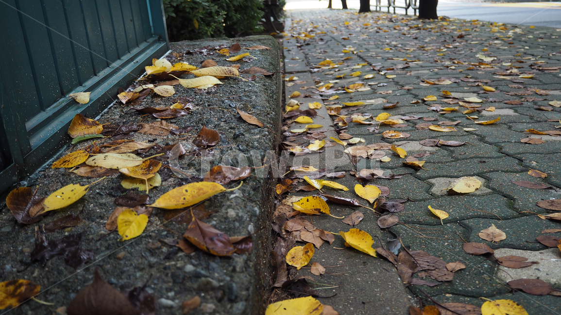 잎,낙엽,leaf,walkway,보도,fallenleaves,fallen,식물,자연,plants,nature