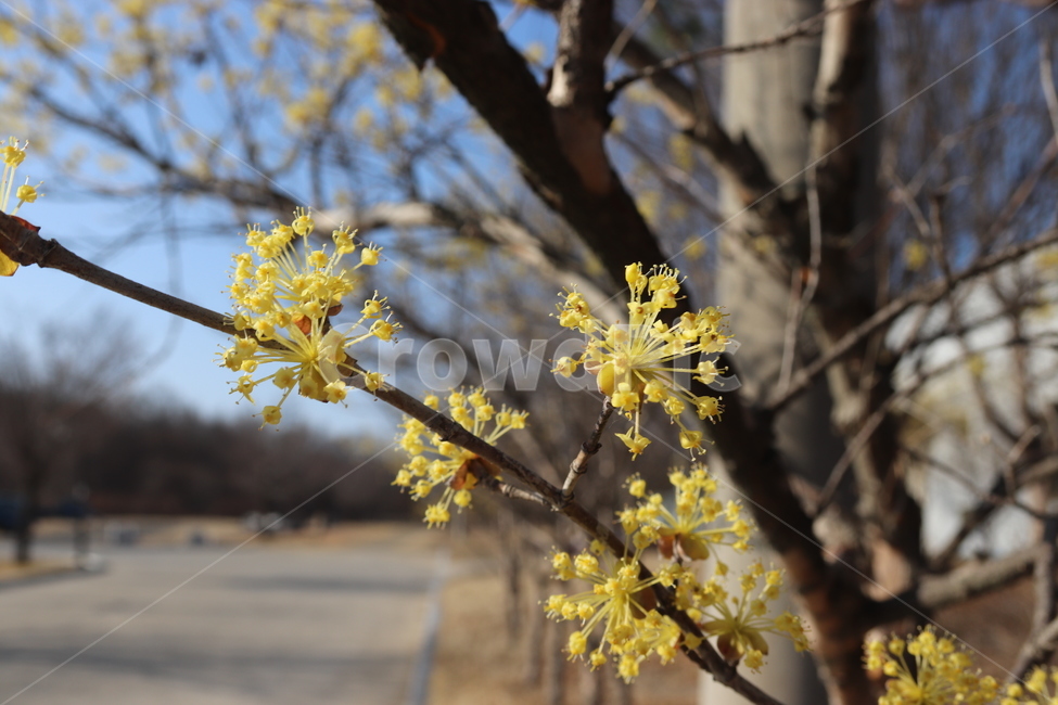 봄,산수유,노란꽃,봄꽃,꽃,나들이,꽃놀이,봄,계절,spring,season,식물,자연,plants,nature,꽃,flower,plant