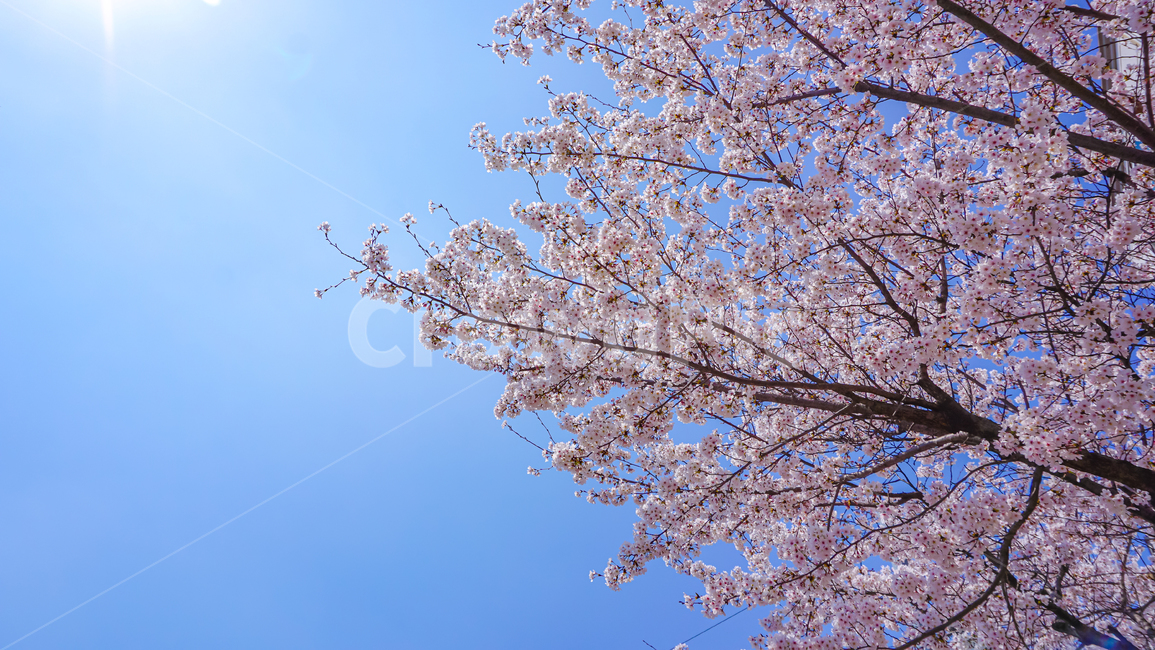 cheryblossom,blossom,plant,식물,벚꽃,꽃